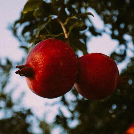 מלון Vira גוג'ק